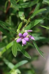 Billardiera cymosa