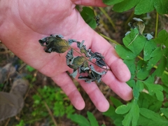 Corydalis scouleri