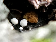 Trichoderma gelatinosum