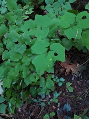 Vancouveria hexandra