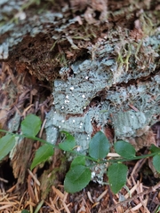 Icmadophila ericetorum