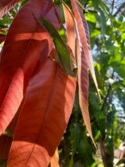 Stilpnochlora azteca