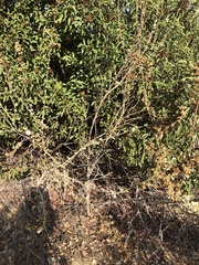 Malacothamnus davidsonii