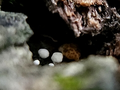 Trichoderma gelatinosum