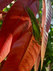 Stilpnochlora azteca
