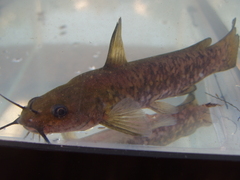 Ameiurus brunneus