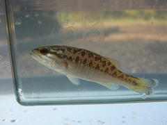 Micropterus henshalli