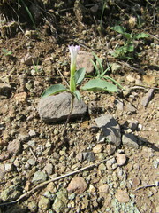 Datura wrightii