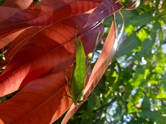 Stilpnochlora azteca