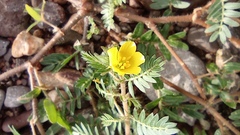 Tribulus terrestris