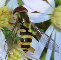 Syrphus rectus