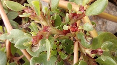 Trianthema portulacastrum