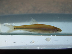 Cyprinella callisema