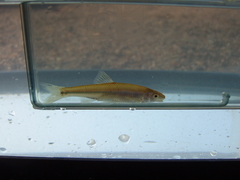 Cyprinella callisema