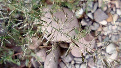 Eragrostis