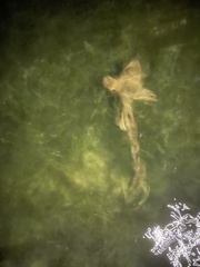 Ginglymostoma cirratum