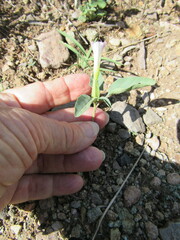 Datura wrightii