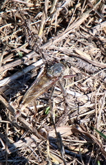 Proctacanthus milbertii