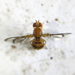 Xanthacrona tuberosa