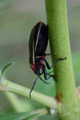 Largidae