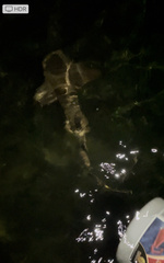 Ginglymostoma cirratum