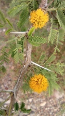 Vachellia farnesiana