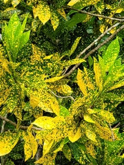 Codiaeum variegatum