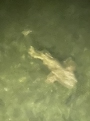 Ginglymostoma cirratum