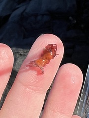 Botrylloides violaceus