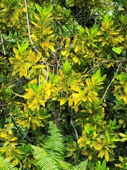 Codiaeum variegatum