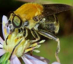 Pterallastes thoracicus