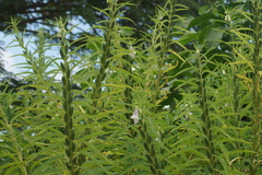 Sesamum indicum