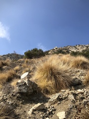 Muhlenbergia rigens