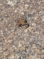 Cyclograpsus