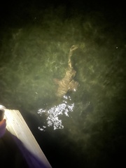 Ginglymostoma cirratum