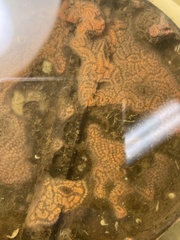 Botrylloides diegensis