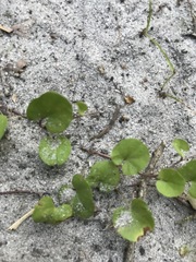 Dichondra