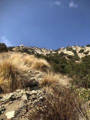 Muhlenbergia rigens