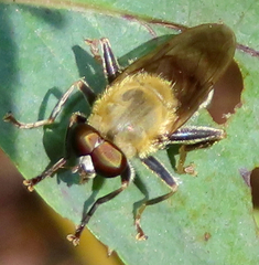 Pterallastes thoracicus