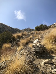 Muhlenbergia rigens