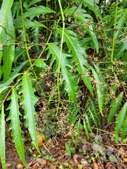Araliaceae