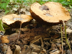 Agrocybe putaminum