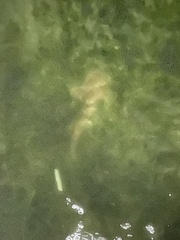 Ginglymostoma cirratum