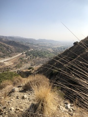 Muhlenbergia rigens