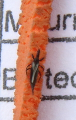 Phlaeothripidae