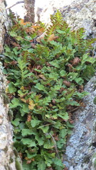 Polypodium saximontanum
