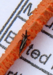 Phlaeothripidae