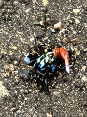 Paraleptuca crassipes