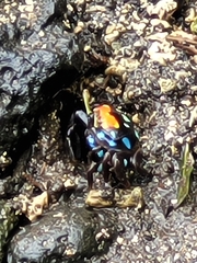 Paraleptuca crassipes