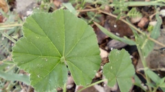 Malva parviflora
